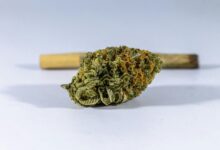 cannabidiol flower effects explained