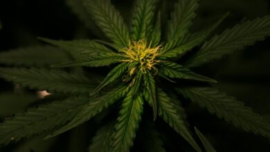 cannabis sativa plant source