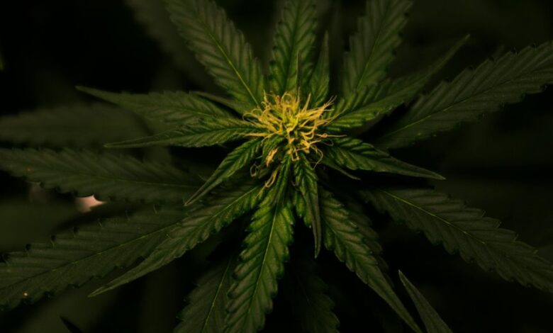 cannabis sativa plant source