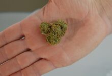 cbd bud appearance characteristics
