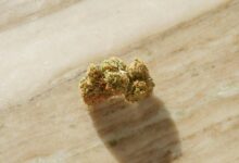 cbd content in cannabis