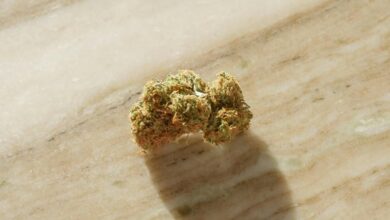 cbd content in cannabis