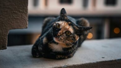 cbd effects on cats