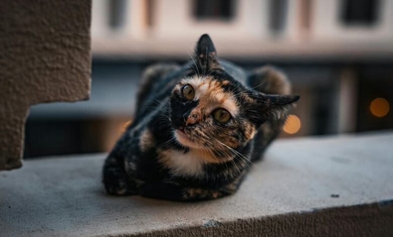 cbd effects on cats