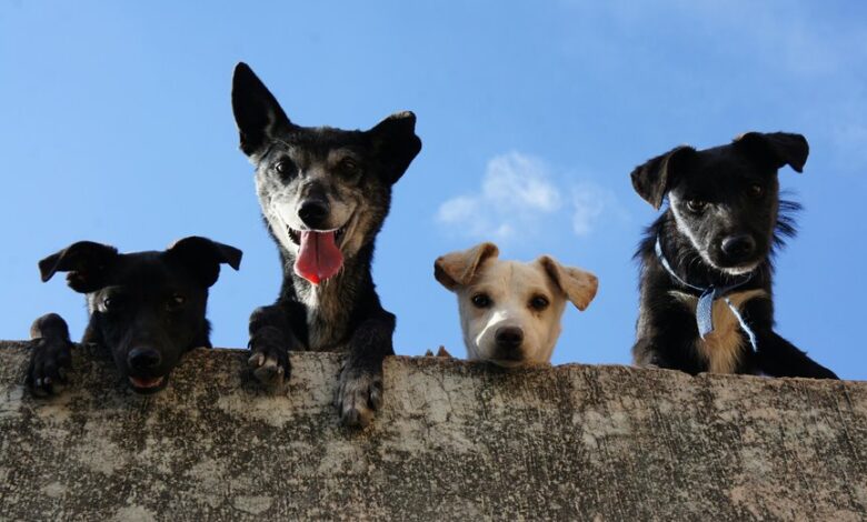 cbd for puppies safety