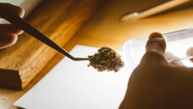 cbd impact on drug testing