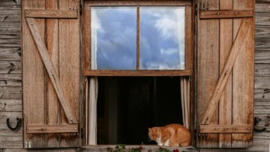 cbd may soothe cats