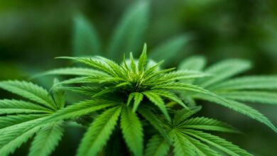 cbd overdose potential concerns