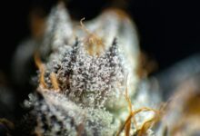 cbd present in cannabis