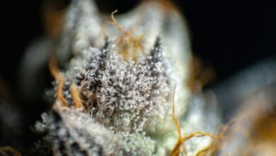 cbd present in cannabis