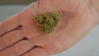 cbd s adaptogenic properties debated