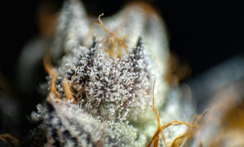 cbd versus thc differences