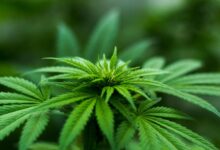 combining cbd and thc