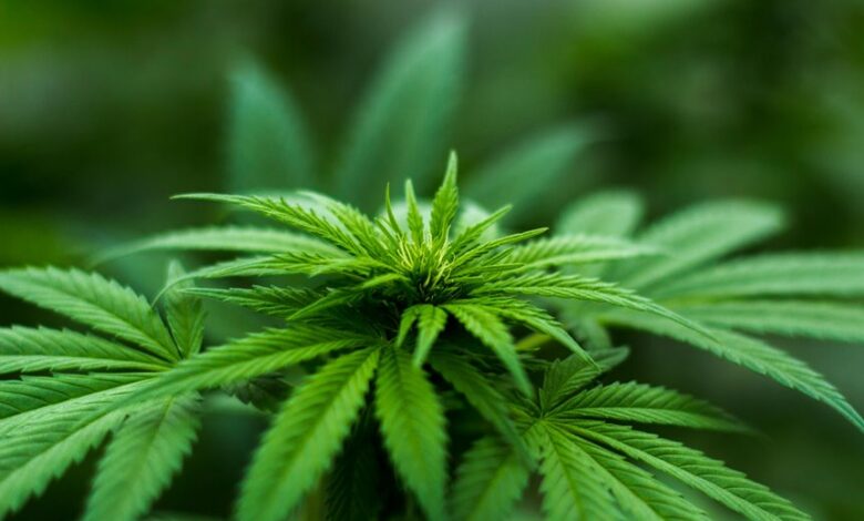 combining cbd and thc