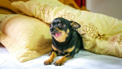 dog cbd onset time