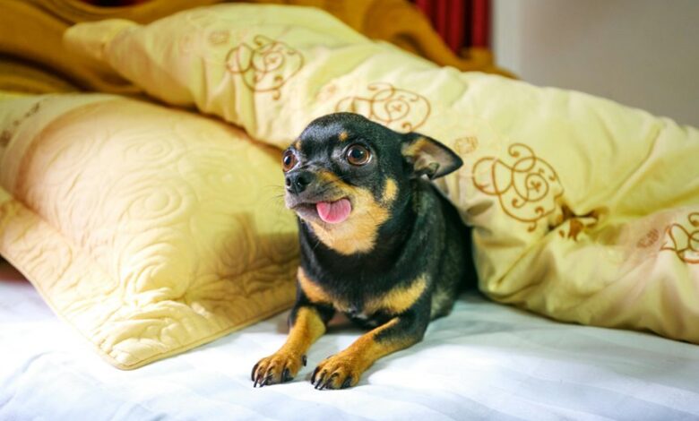 dog cbd onset time
