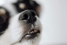 dogs detect cbd scent