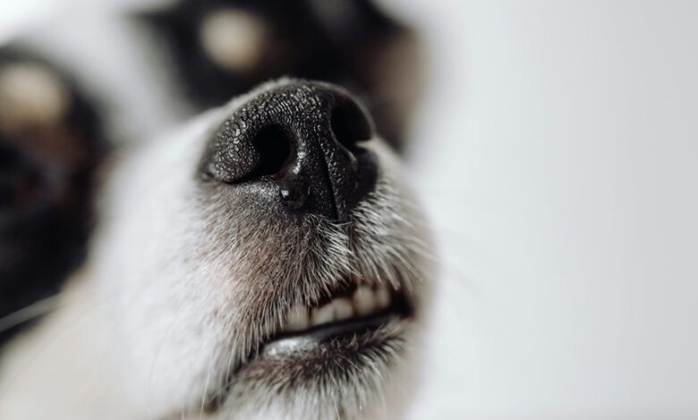 dogs detect cbd scent