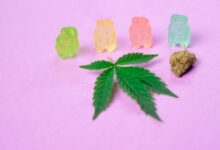 hemp versus cbd gummies