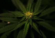 natural hemp derived compound