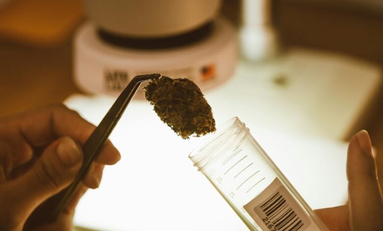 obtain cbd business license