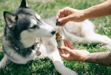 puppy cbd usage advice