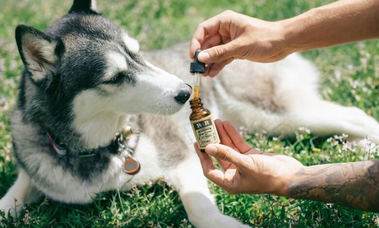 puppy cbd usage advice