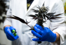 Understanding Cannabis Flower: From Strains to Terpenes