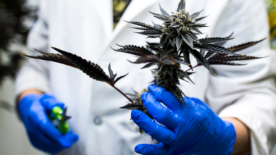 Understanding Cannabis Flower: From Strains to Terpenes