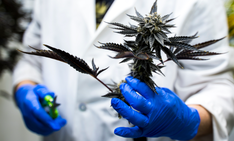 Understanding Cannabis Flower: From Strains to Terpenes