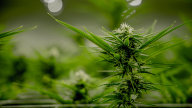 Cannabis Marketing Agency Strategies for Email Campaigns