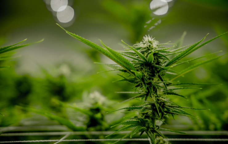 Cannabis Marketing Agency Strategies for Email Campaigns
