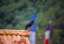 the ultimate nepalkrigare beginner guide