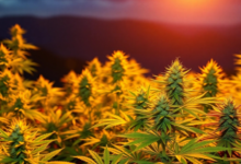 Finding reliable feminized seeds starts with choosing a knowledgeable and established source. Prime Strains offers access to carefully selected cannabis