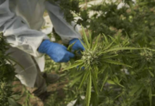 What Makes Budora's Cannabis Selection Worth Considering in Vancouver?