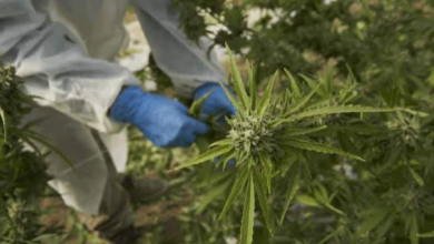 What Makes Budora's Cannabis Selection Worth Considering in Vancouver?