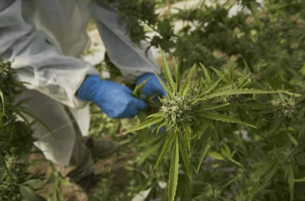 What Makes Budora's Cannabis Selection Worth Considering in Vancouver?
